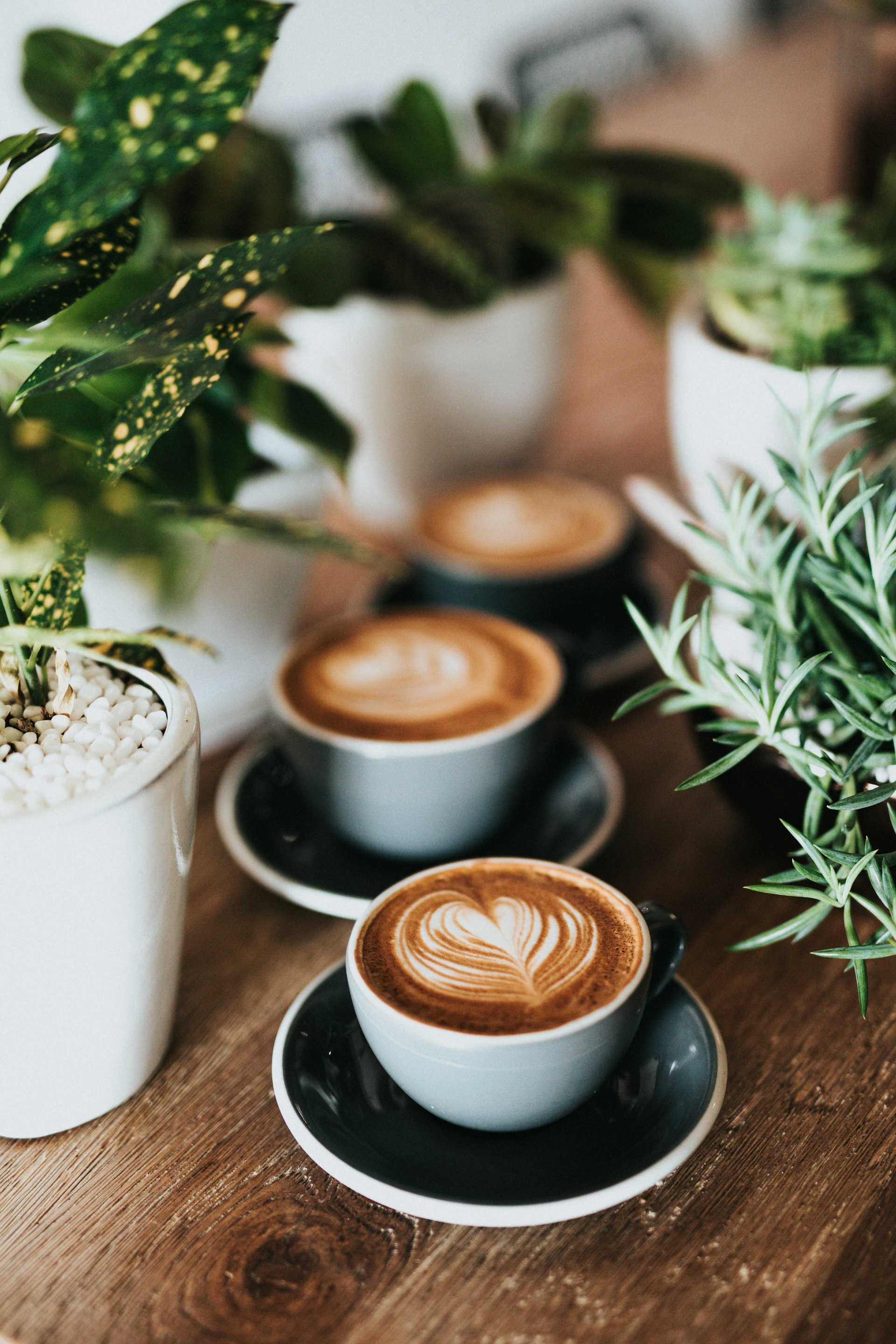 Vorschau der NORD Coffee Website